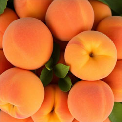 Apricots – Business Horizon