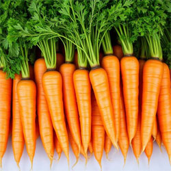 Carrots – Business Horizon