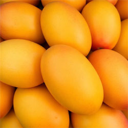 Mangoes – Business Horizon