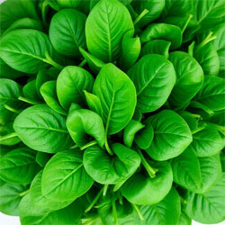 Spinach – Business Horizon
