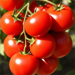 Tomatoes – Business Horizon