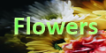 Lovely fresh flowers for your occasions - Business Horizon